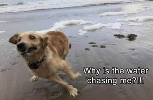 Funny-Why-Is-Water Funny Why Is Water