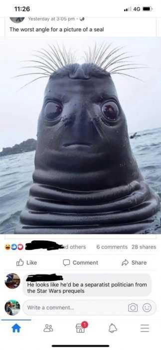 Funny-Worst-Angle 27 Hilarious Cute Animal Pictures Unflattering Seal