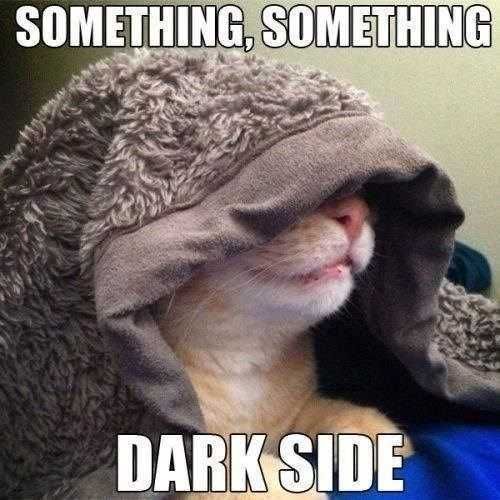 Funy-Something-Something-Dark 27 Hilarious Cute Animal Pictures Cat'S Dark Side