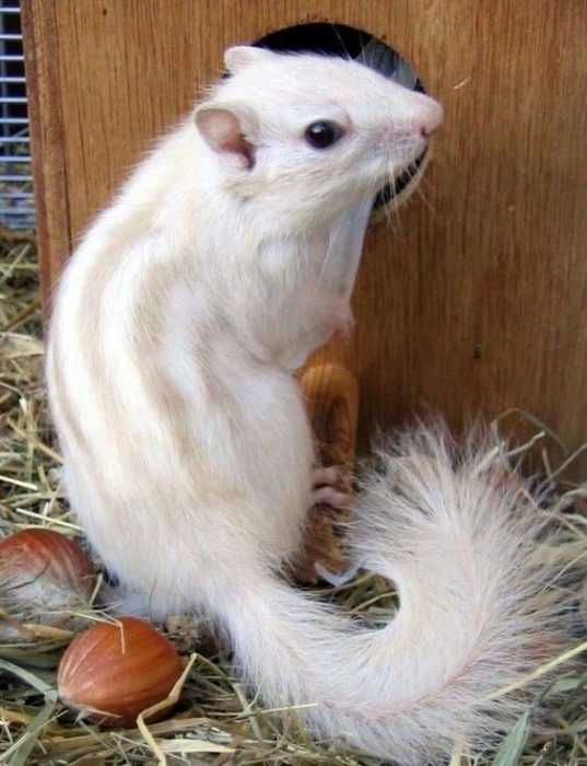 Animal-Albino-Squirrel Animal Albino Squirrel