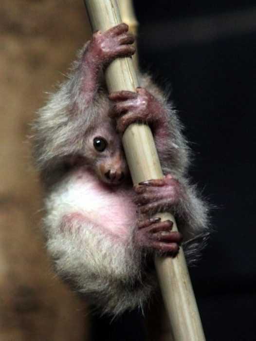Animal Baby Potto