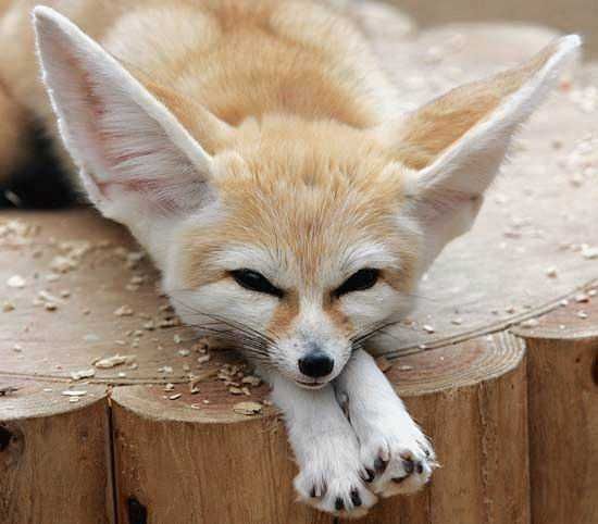 Animal-Fennec-Fox Animal Fennec