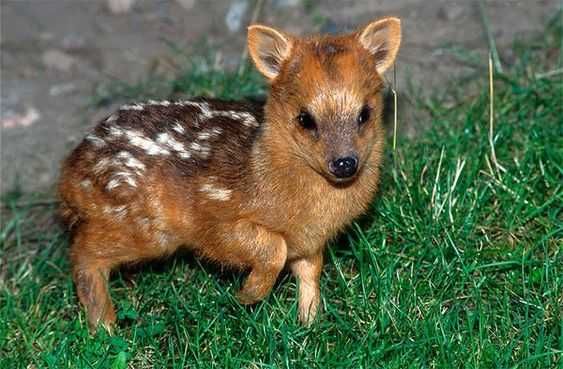 Animal-Pudu Animal Pudu