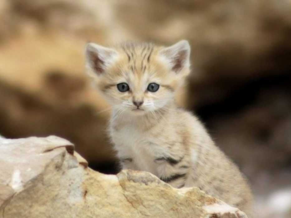 Animal-Sand-Kitten Animal Sand Kitten