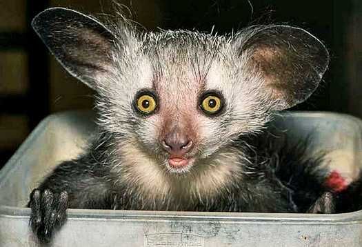 Aye-Aye Aye Aye