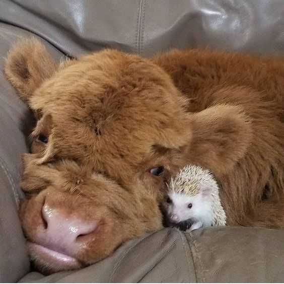 Baby-Cow-Hedgie Baby Cow Hedgie