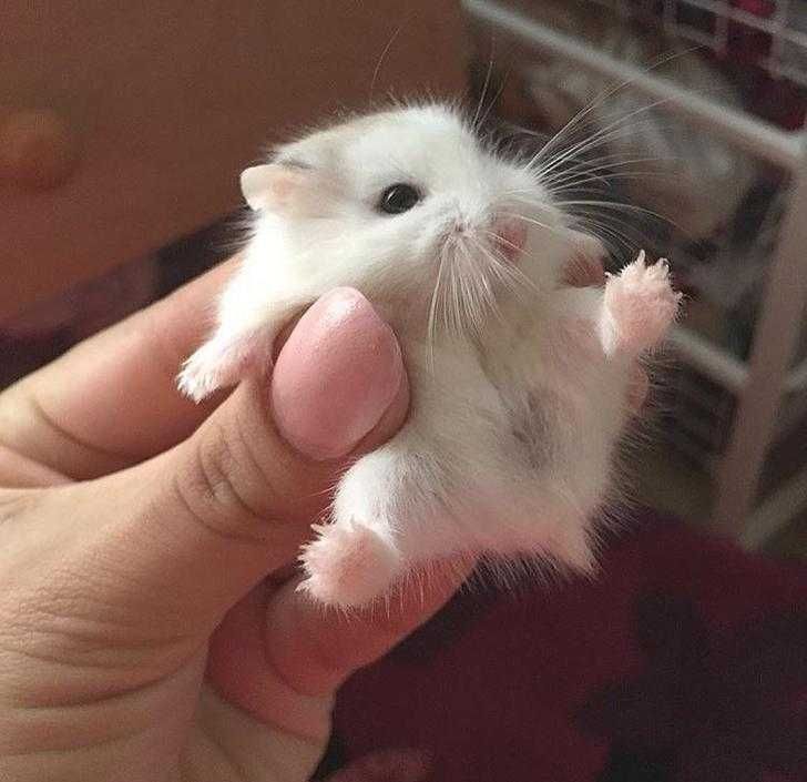 Baby-Dwarf-Hamster Baby Dwarf Hamster