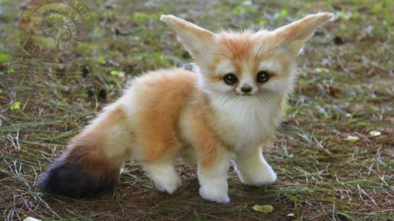 Baby-Fox Baby