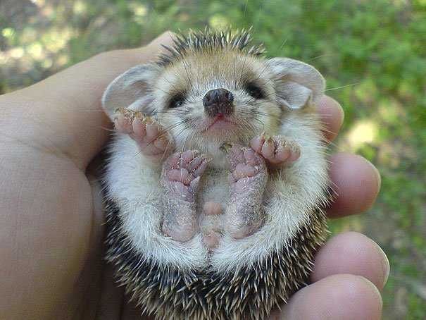 Baby-Hedgie Baby Hedgie