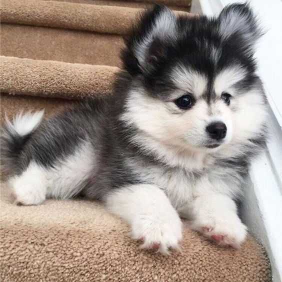 Baby-Husky Baby Husky