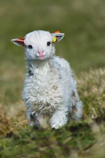 Baby-Lamb Baby Lamb