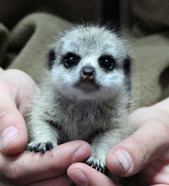 Baby-Meerkat Baby Meerkat
