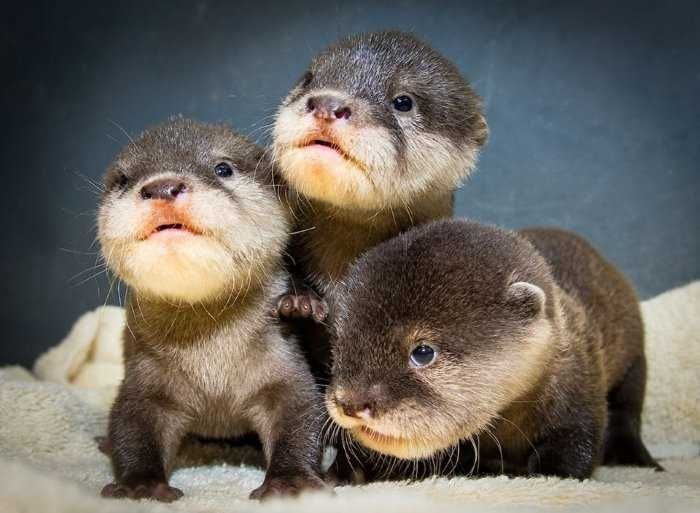 Baby-Otters Baby Otters