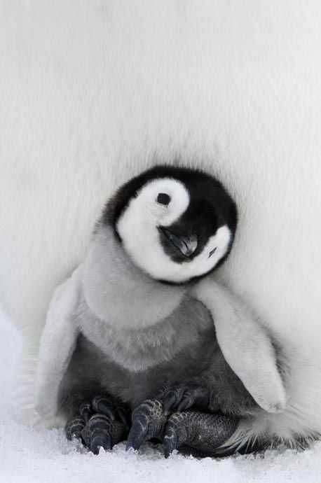 Baby-Penguin Baby Penguin