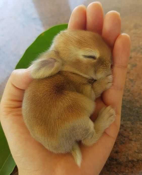 Baby-Rabbit Baby Rabbit