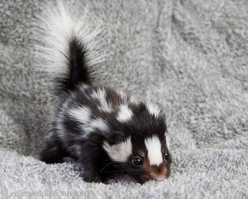 Baby-Skunk Baby Skunk
