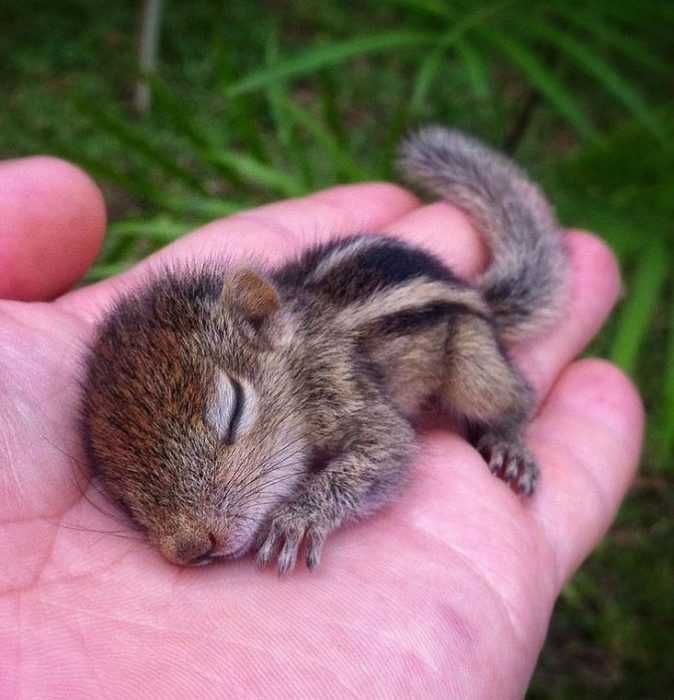 Baby-Squirrel Baby Squirrel
