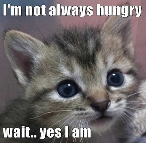 Cat-Always-Hungry Cat Always Hungry
