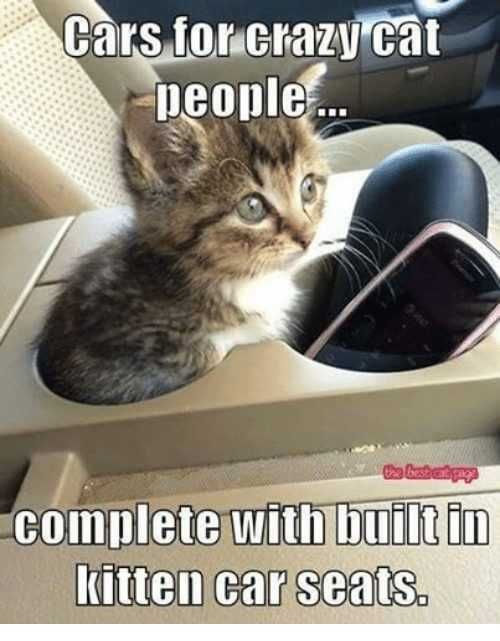 Cat-Crazy-Cat-People Cat Crazy Cat People