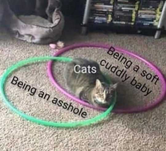 Cat-Cuddly Cat Cuddly