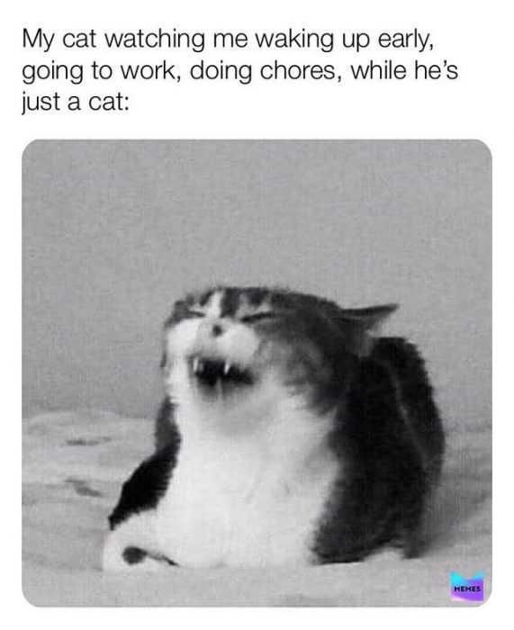 Cat-Just-A-Cat Cat Just A Cat