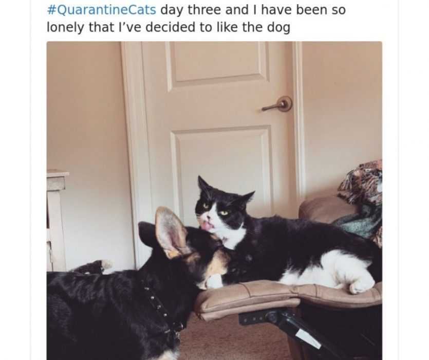 Cat-Like-Dogs-In-Quarantine Quarantine Cat Memes Cat Loves Dog In Quarantine