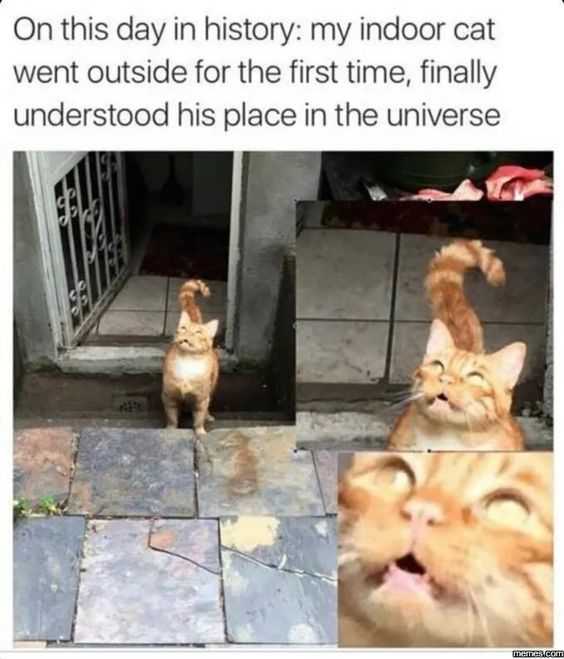 Cat-My-Day-History Cat My Day History