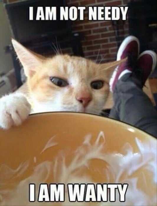 Cat-Not-Needy-Want Cat Not Needy Want