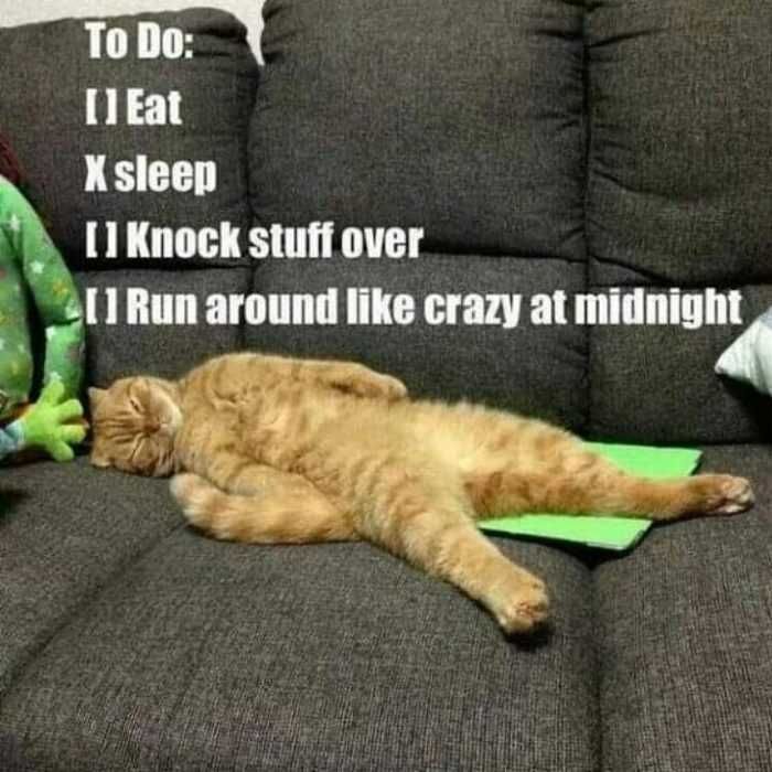 Cat-To-Do Cat To Do