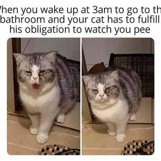 Cat-Watch-You-1 Cat Watch You 1