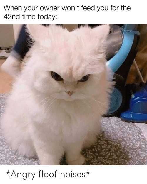Cat-Wont-Feed-You Cat Wont Feed You