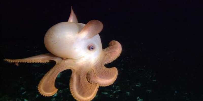 Dumbo-Octopus Dumbo Octopus