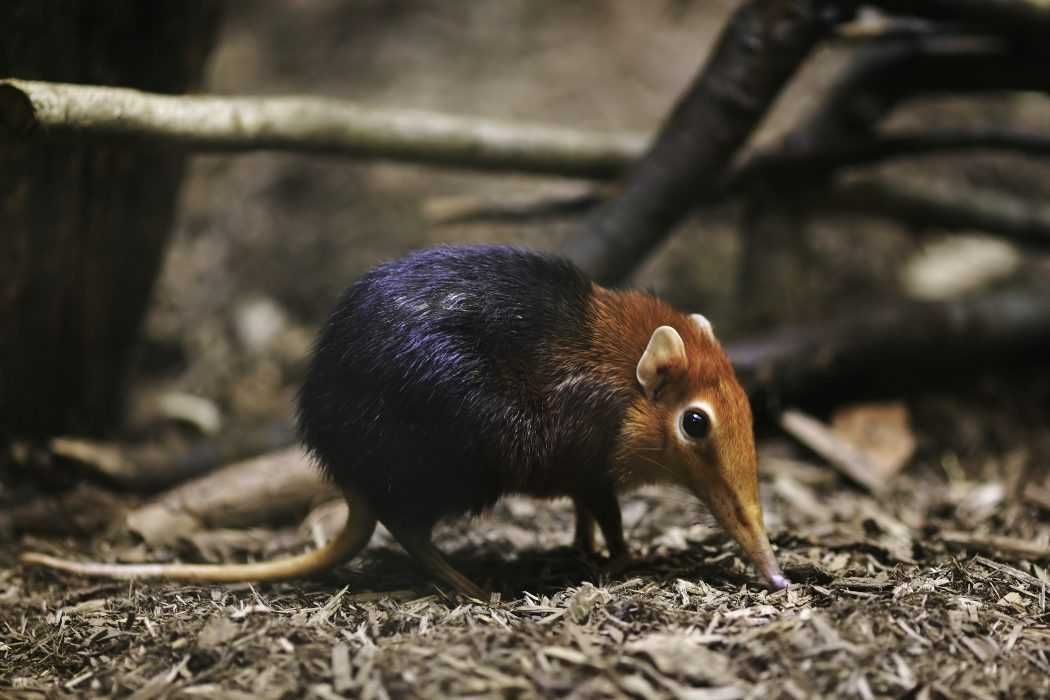 Elephant-Shrew Elephant Shrew