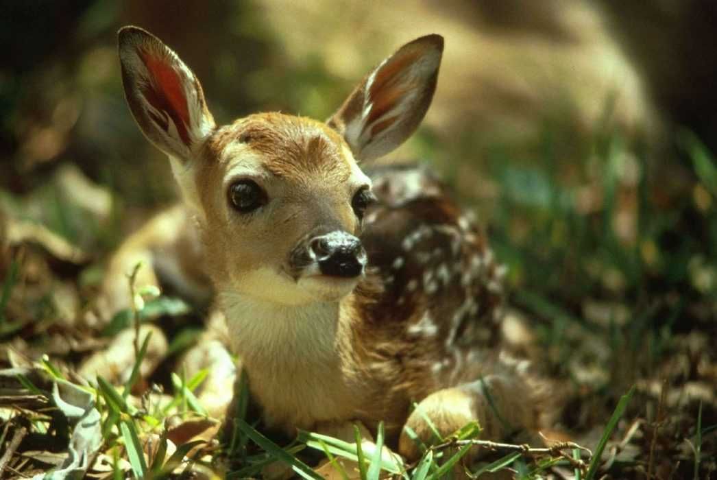 Fawn-Baby Fawn Baby