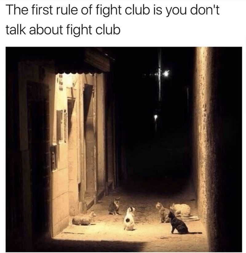 Funny-Fight-Club-Cats Funny Fight Club Cats