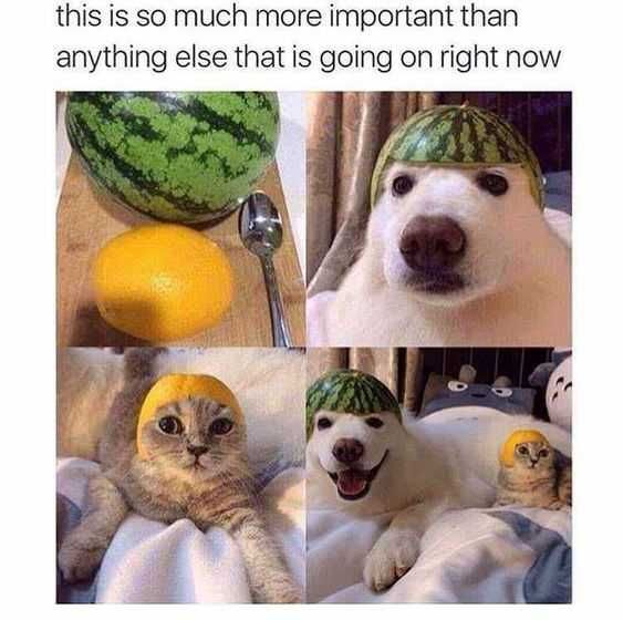 Funny-Important-Than-Melon Funny Important Than Melon
