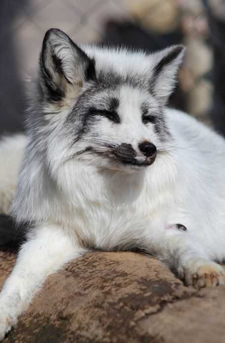 Marble-Fox Marble
