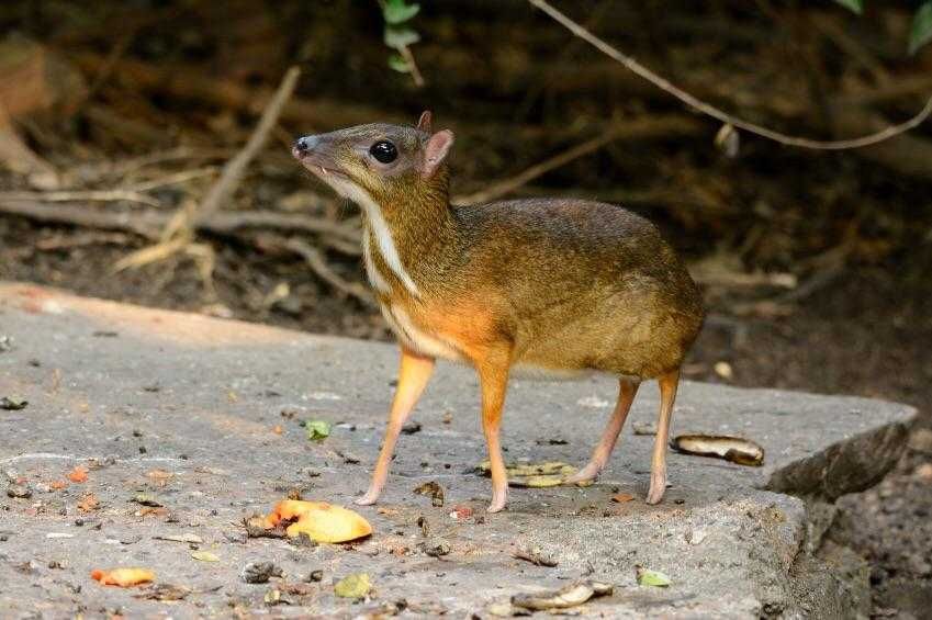 Mouse-Deer Mouse Deer
