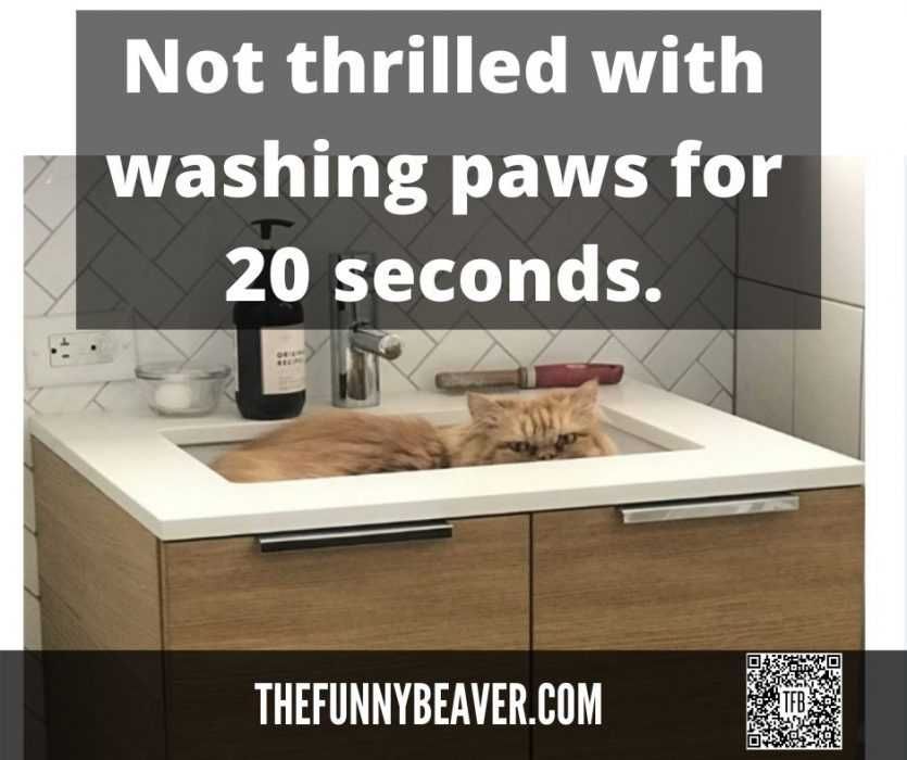 Not-Thrilled-With-20-Sec-Paw-Wash Quarantine Cat Memes Not Thrilled By 20 Sec Paw Wash