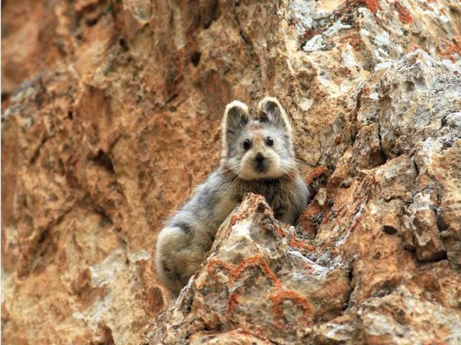 Pika-Il Pika Il