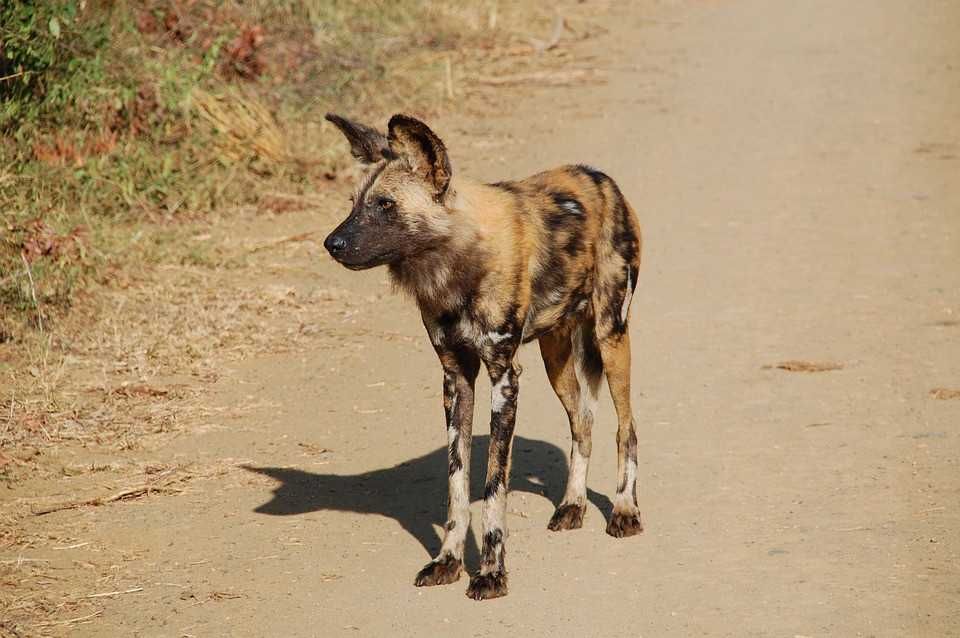 Pixabay-Painted-Dog Pixabay Painted Dog