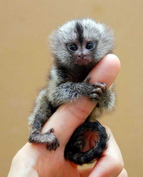 Pygmy-Marmoset Pygmy Marmoset
