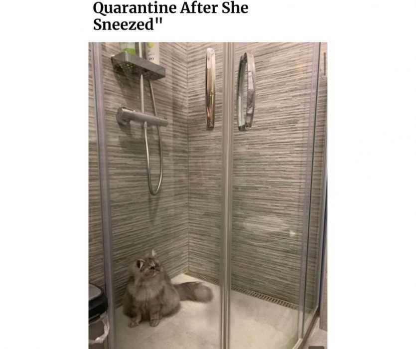 Quarantined-After-Sneeze Quarantine Cat Memes Quarantined After Sneeze