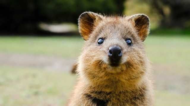 Quokka Quokka