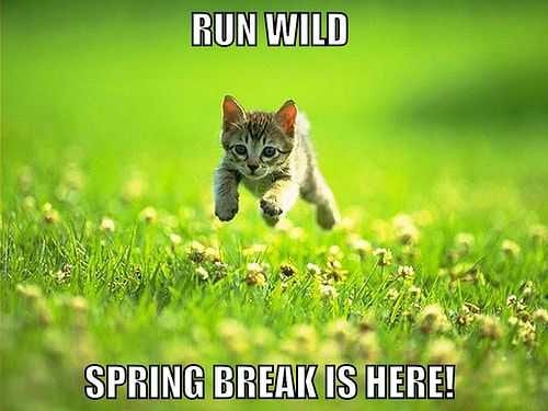 Spring-Run-Wild Spring Run Wild