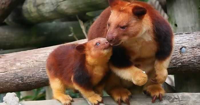 Tree-Kangaroo Tree Kangaroo