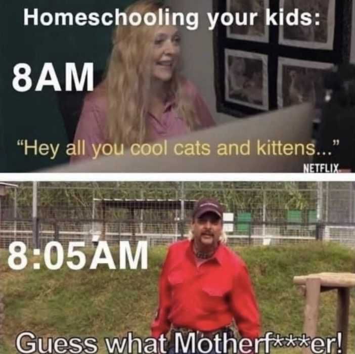 Homeschooling Leads To Tiger King After 5 Minutes Homeschooling Memes Homeschooling Leads To Tiger King After 5 Minutes