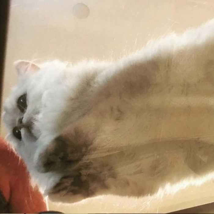 Cat-Fluffy-White Cats On Glass Tables Hovering Like A Fat Cloud.