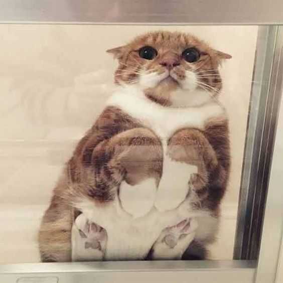Cat-Glass-Table-Smile Cats On Glass Tables A Bit Bewildered But 100% Cute