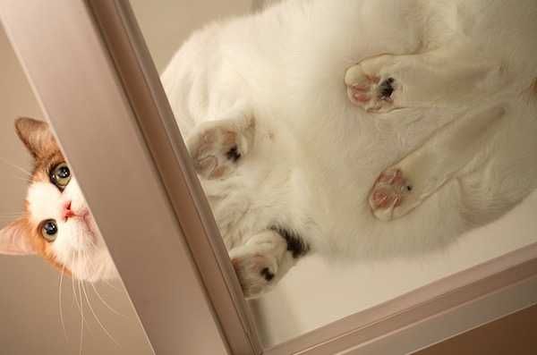 Cat-Surprise-Worry Cats On Glass Tables Mother? I Have An Alarm.